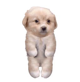 just a dog on a website